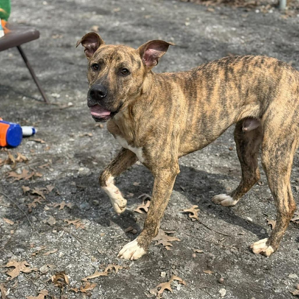 Enlarge Ferguson, a Adoptable mixed breed in Martinsville, VA image 6/6