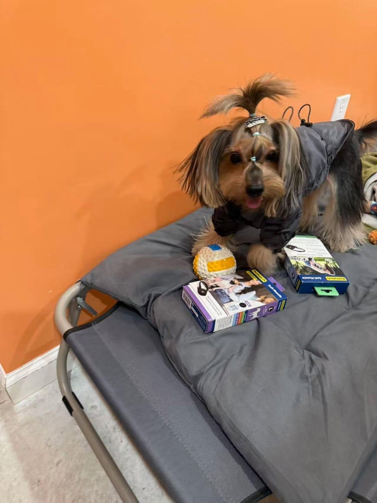 Enlarge Cutie pie , an adopted Yorkshire Terrier in Huntington, NY image 5/6