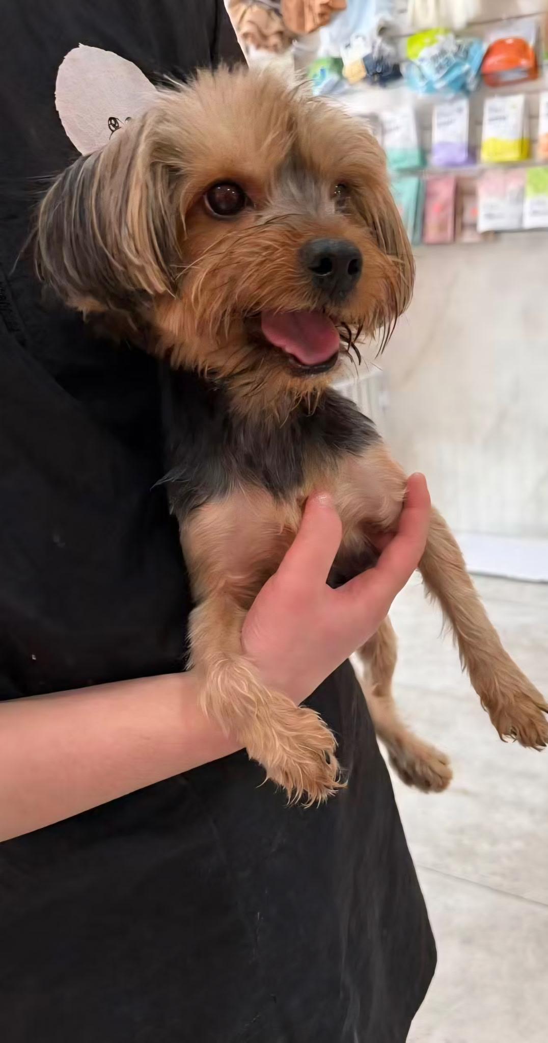 Enlarge Cutie pie , an adopted Yorkshire Terrier in Huntington, NY image 2/6