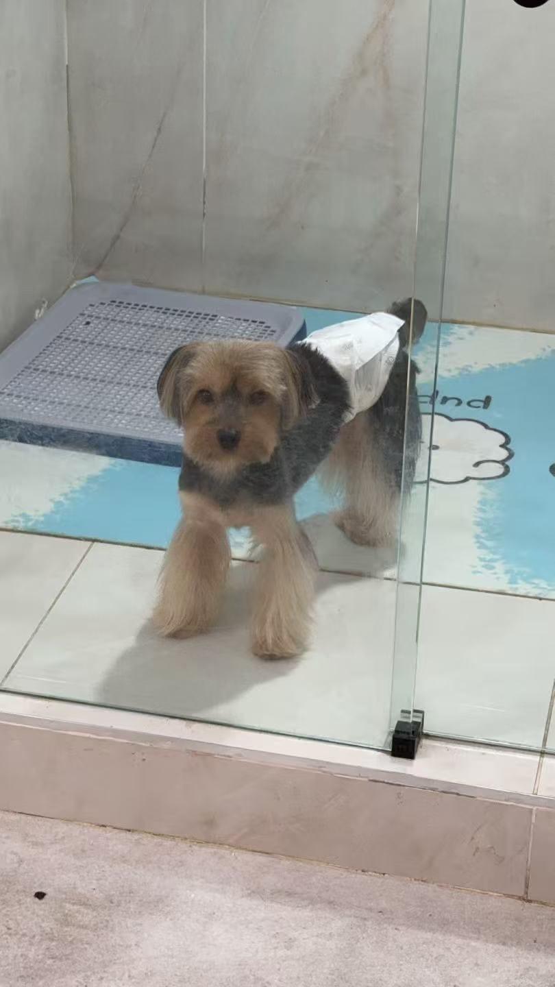 Enlarge Cutie pie , an adopted Yorkshire Terrier in Huntington, NY image 4/6