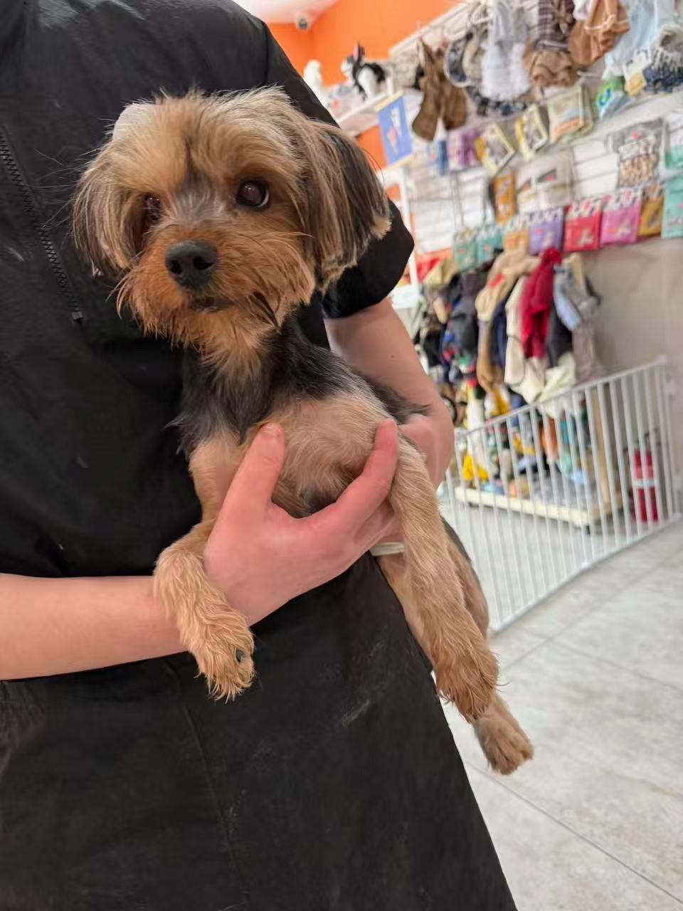 Enlarge Cutie pie , an adopted Yorkshire Terrier in Huntington, NY image 6/6