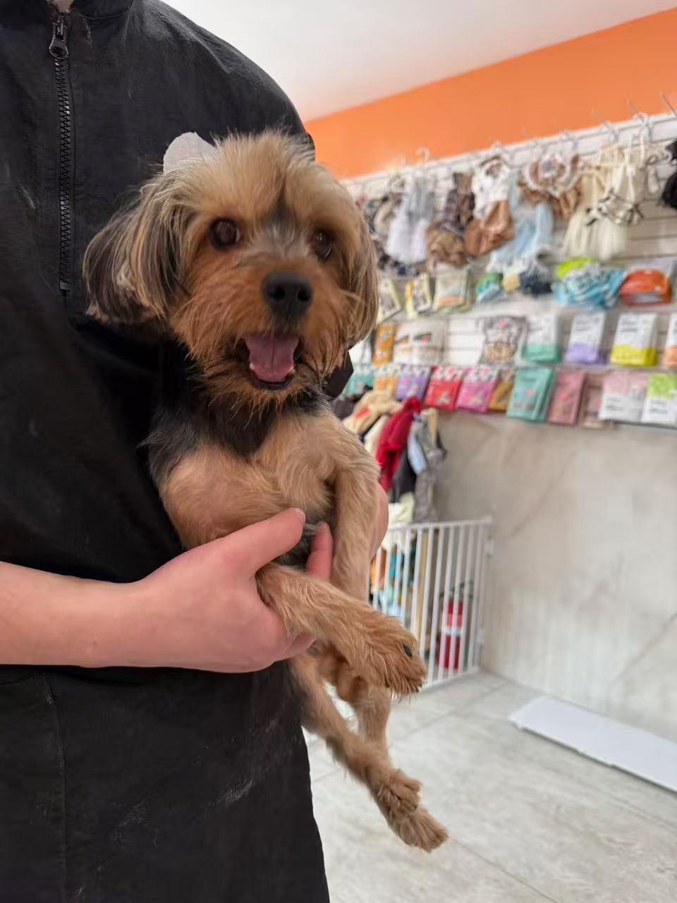 Enlarge Cutie pie , an adopted Yorkshire Terrier in Huntington, NY image 3/6
