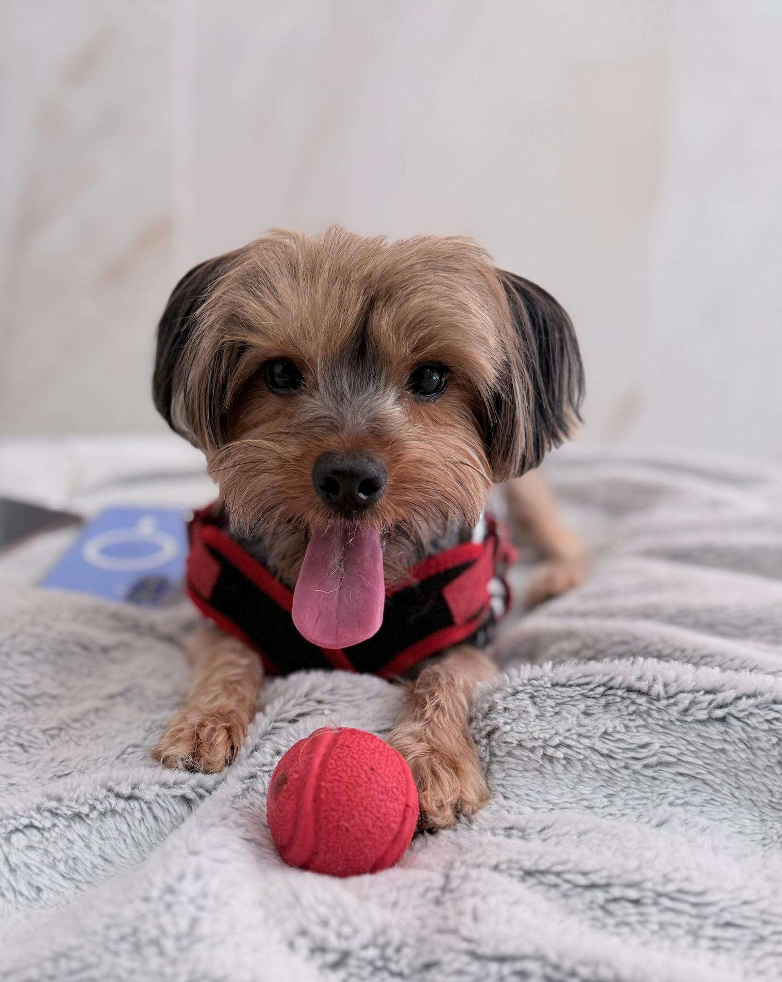 Cutie pie , adopted, Young Male Yorkshire Terrier.