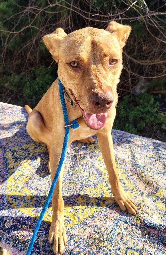 Copper (fka Skipper)