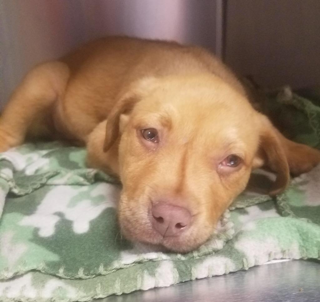 Copper (fka Skipper) — thumbnail 3