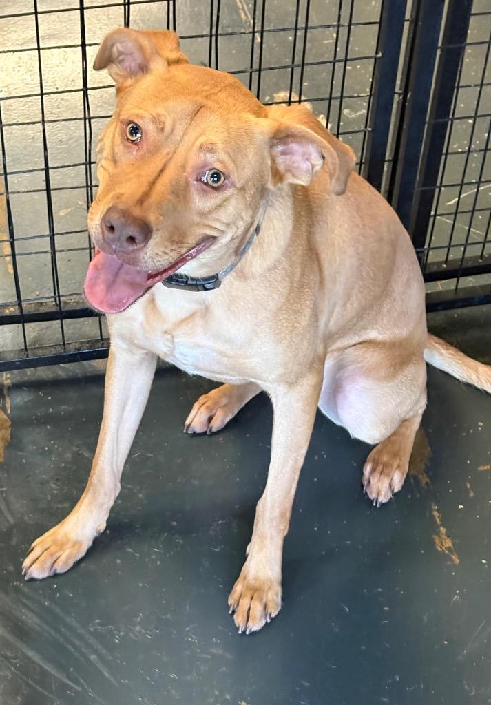 Copper (fka Skipper) — thumbnail 4