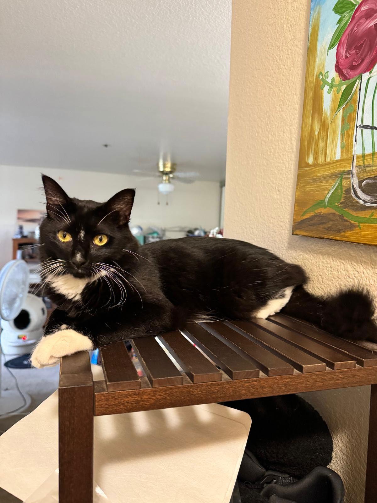 Boots (& Victoria), Adoptable, Young Male Domestic Short Hair.