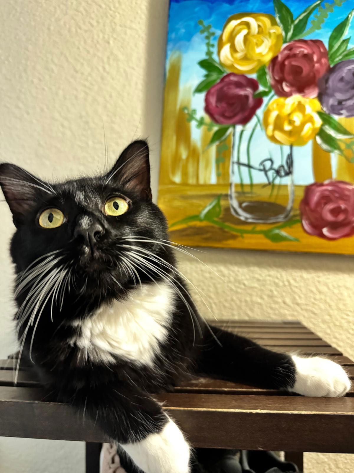 Enlarge Boots (& Victoria), a Adoptable Domestic Short Hair in Castro Valley, CA image 2/3