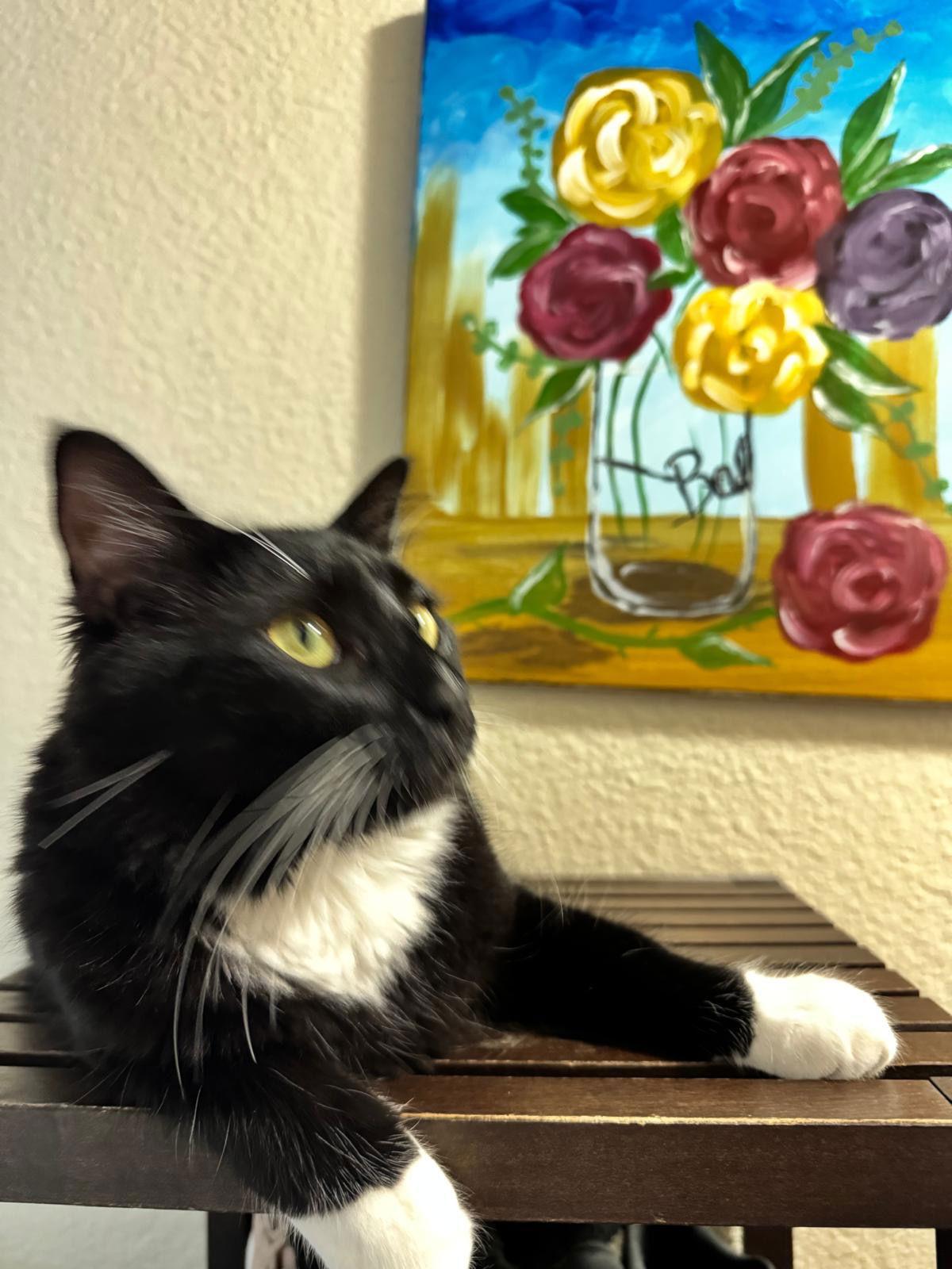 Enlarge Boots (& Victoria), a Adoptable Domestic Short Hair in Castro Valley, CA image 3/3