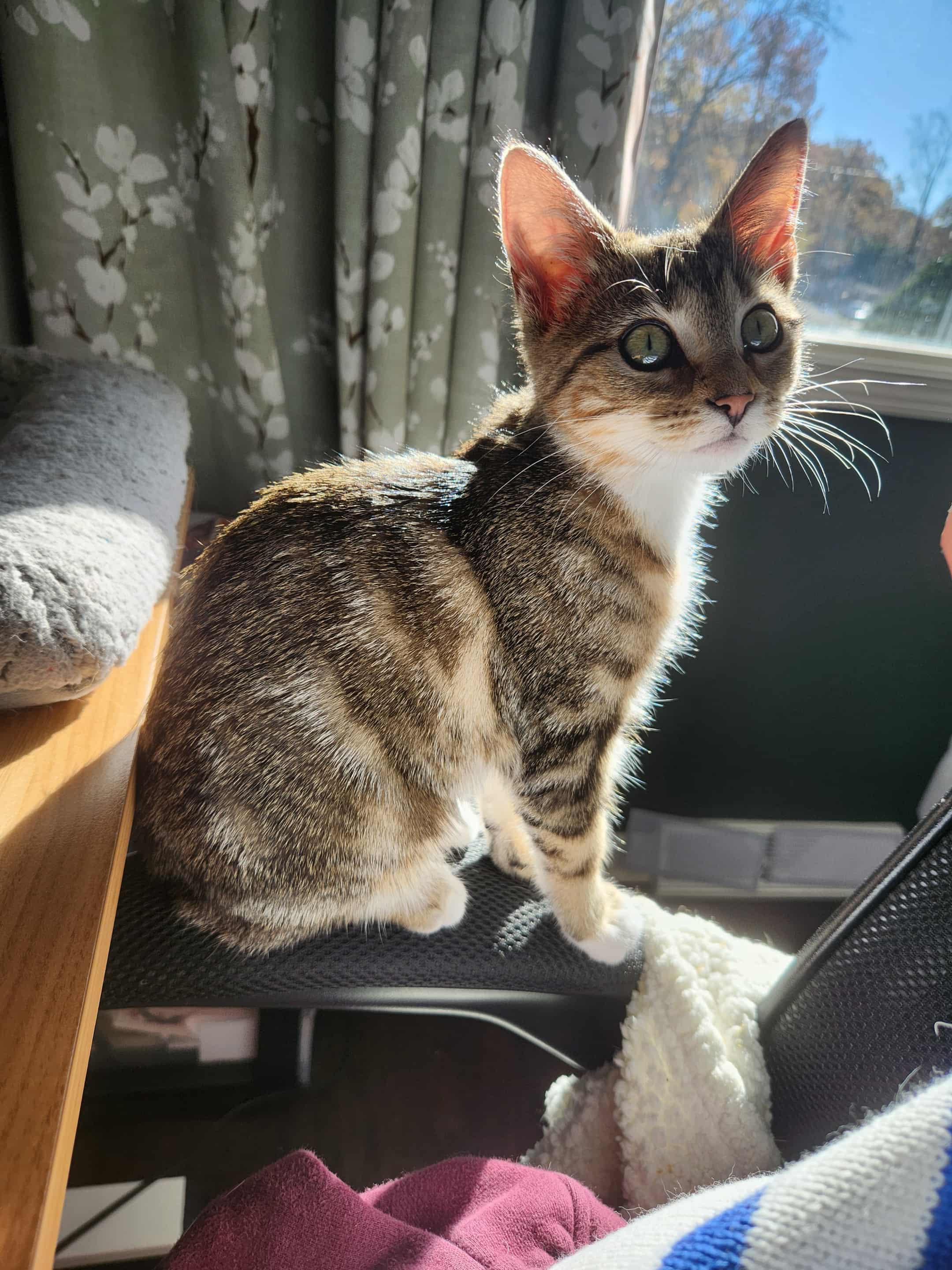 Luna, Adoptable, Kitten Female Domestic Short Hair.