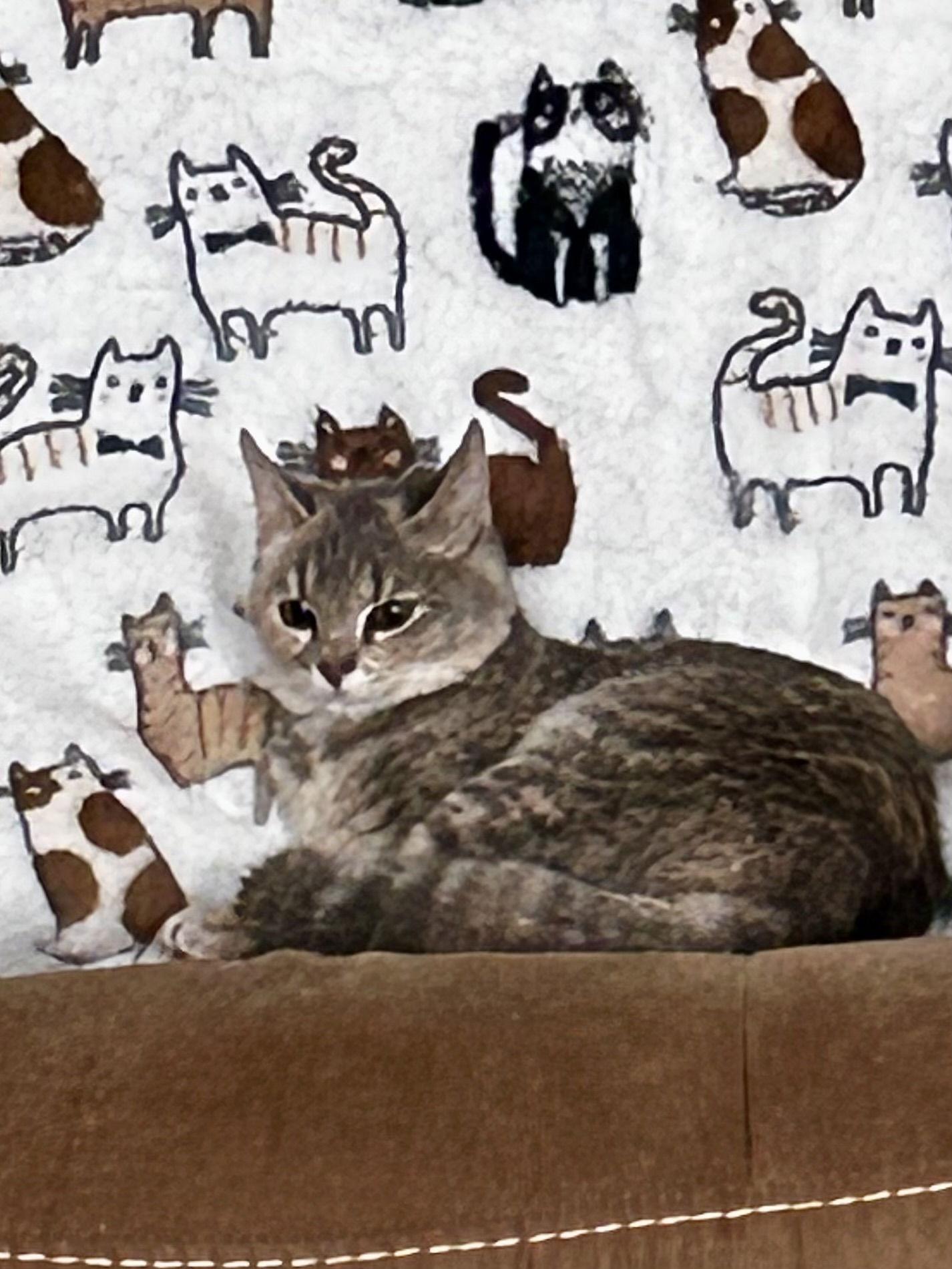 Enlarge Emma   (th), a Adopted Domestic Short Hair in White Bluff, TN image 1/2