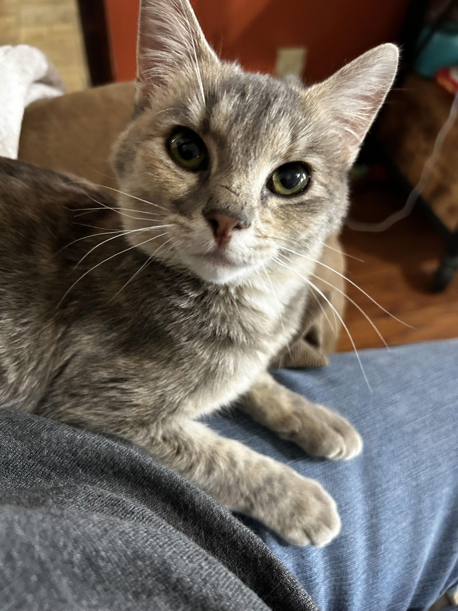 Enlarge Emma   (th), a Adopted Domestic Short Hair in White Bluff, TN image 2/2