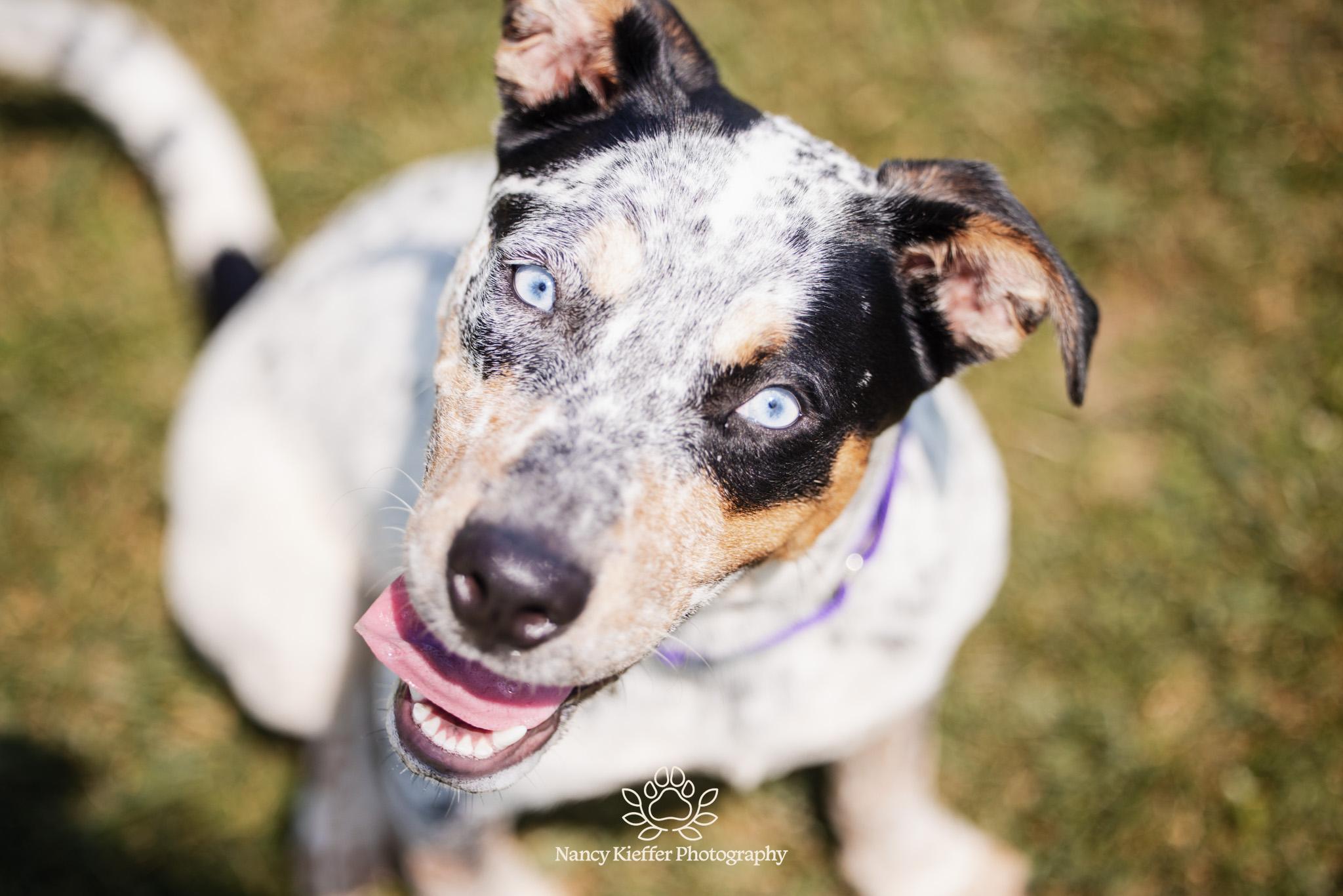 Sassy, Young Female Australian Cattle Dog / Blue Heeler