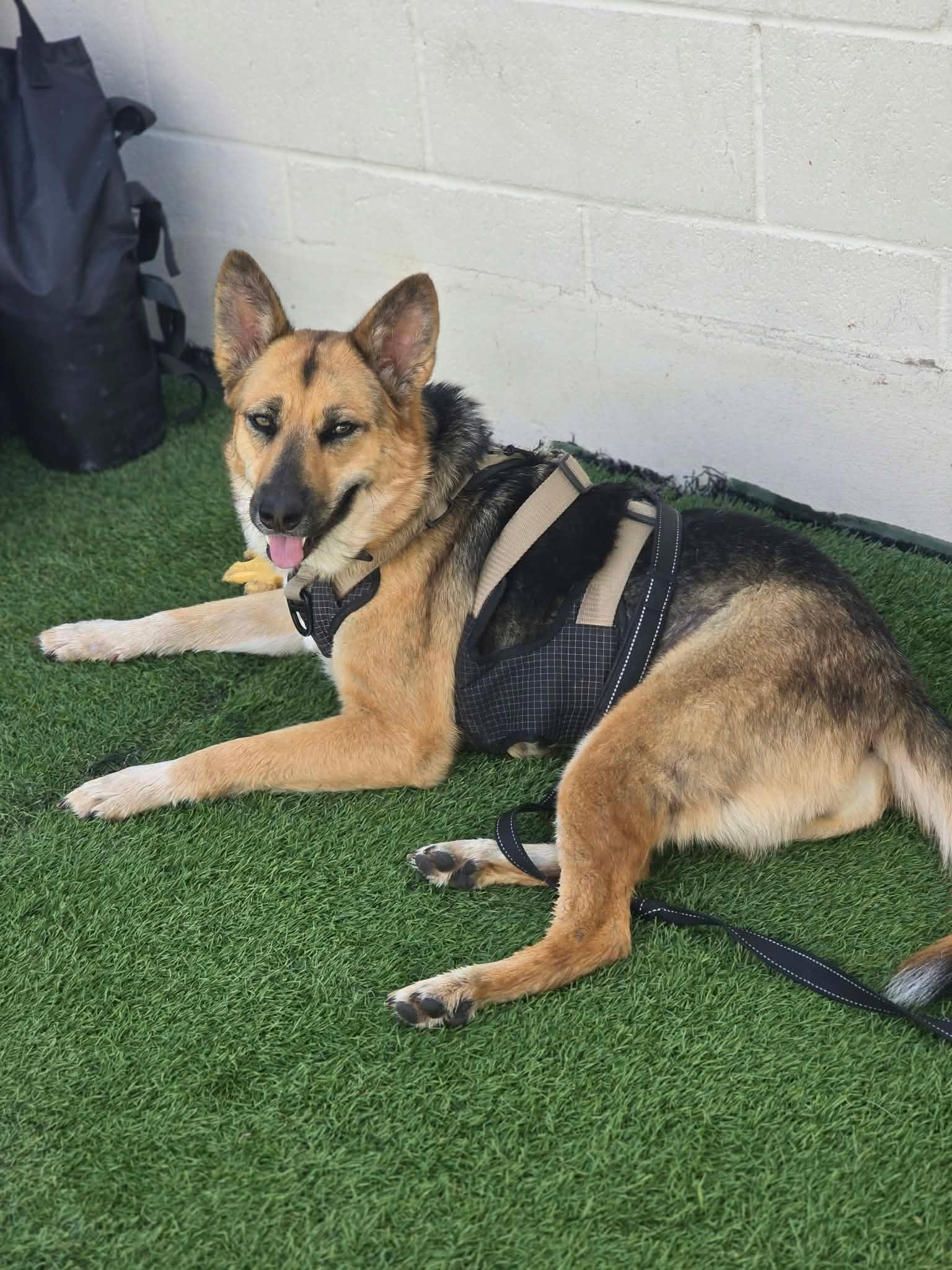 Arlee, Adoptable, Adult Female German Shepherd Dog.
