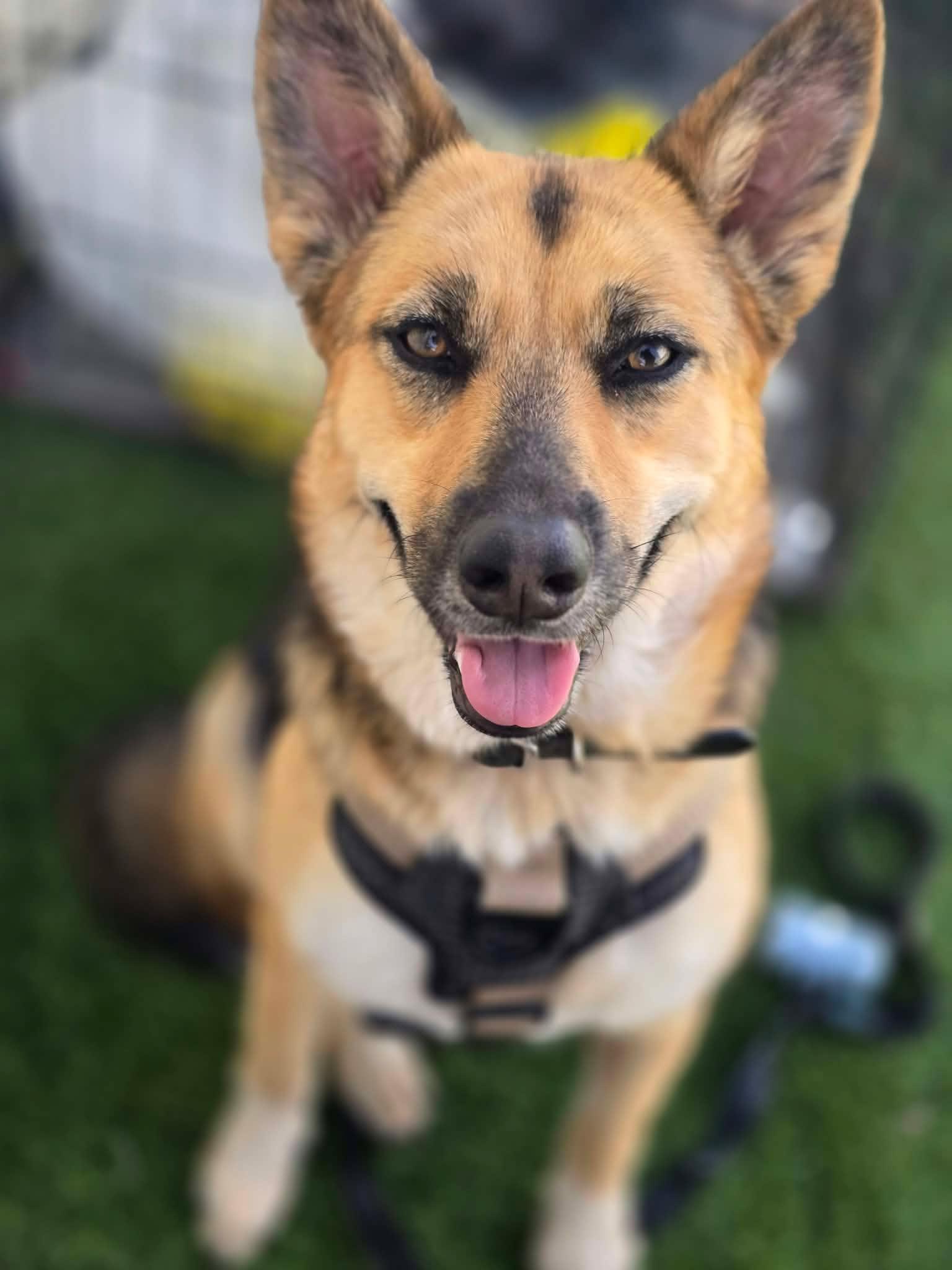 Enlarge Arlee, a Adoptable German Shepherd Dog in Visalia, CA image 2/3