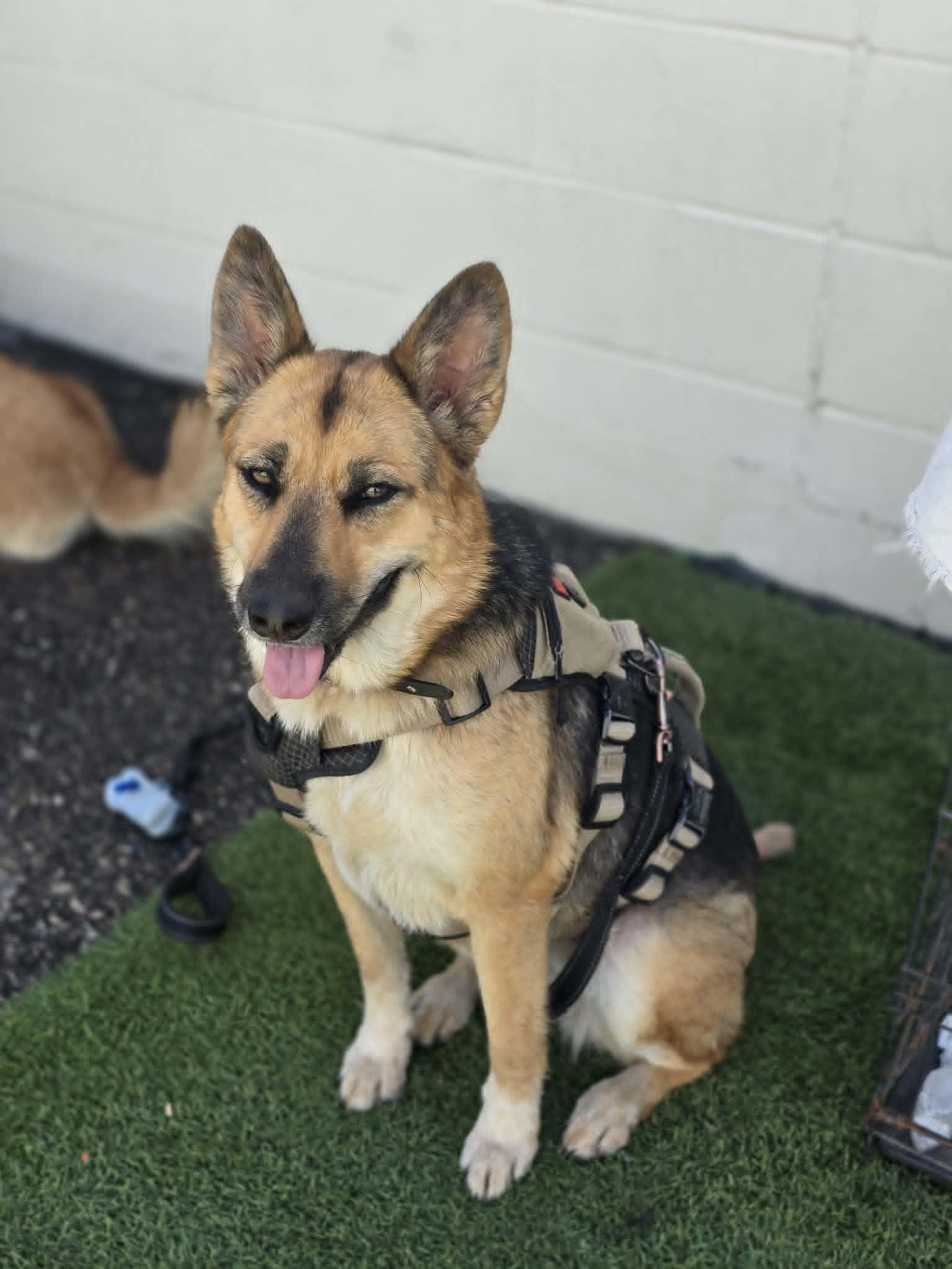 Enlarge Arlee, a Adoptable German Shepherd Dog in Visalia, CA image 3/3