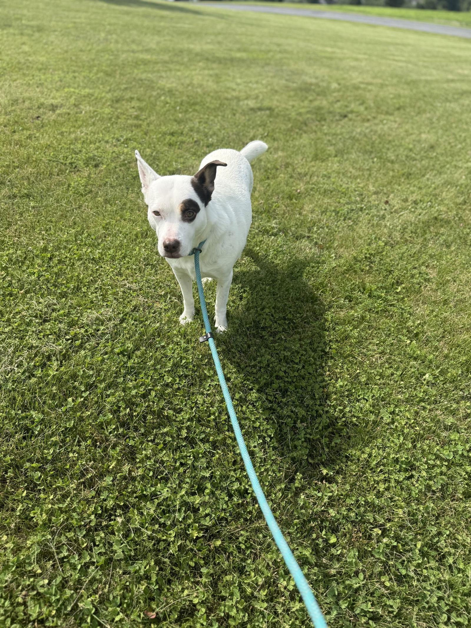 Enlarge Elsie, a Adoptable Terrier in Walnutport, PA image 1/2