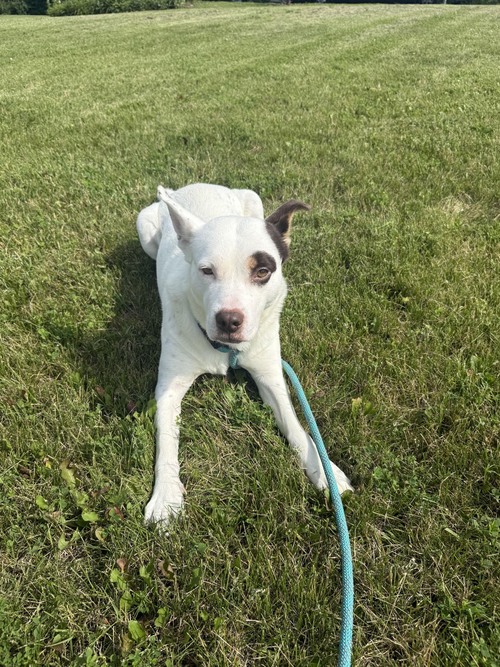 Enlarge Elsie, a Adoptable Terrier in Walnutport, PA image 2/2