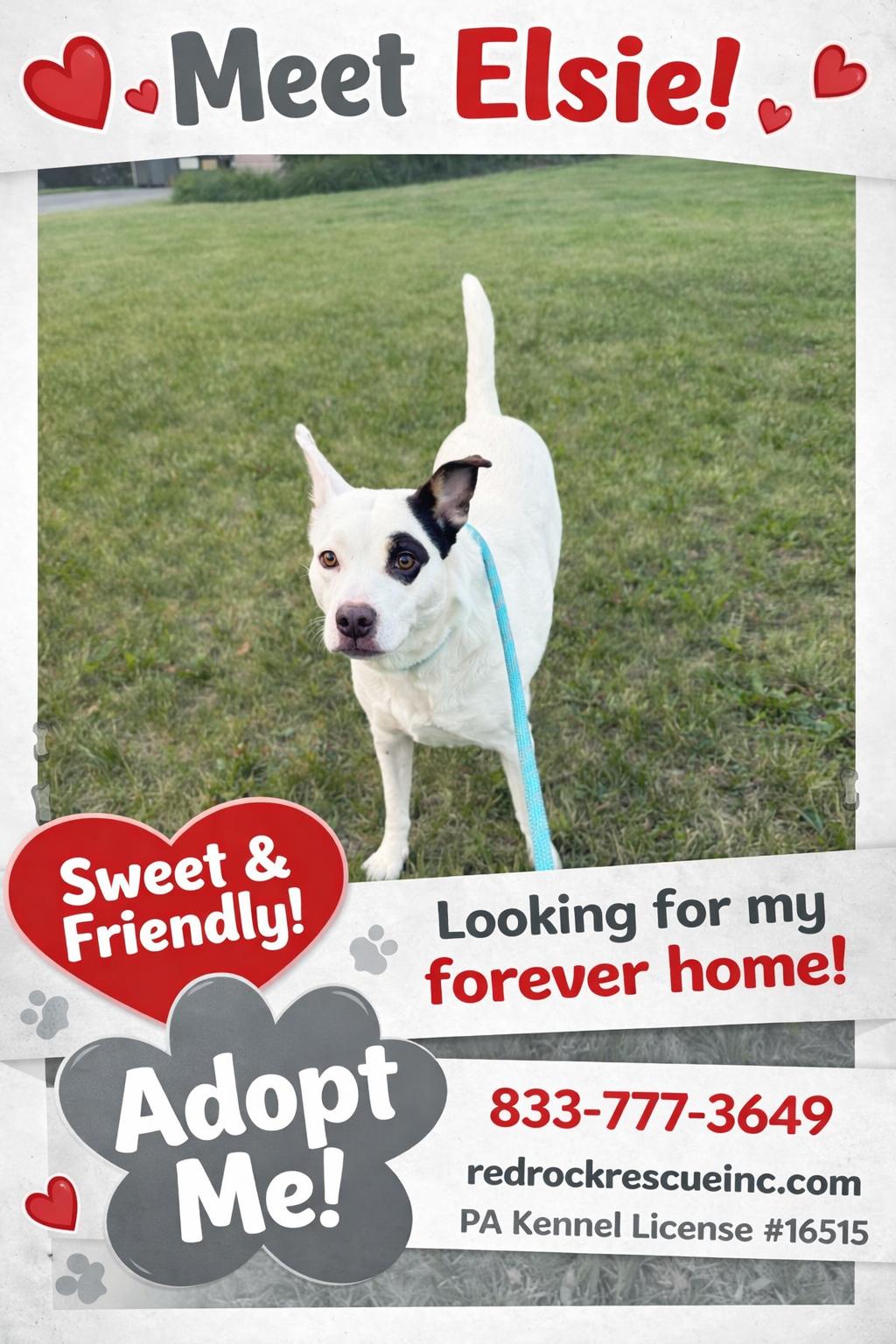 Enlarge Elsie, a Adoptable Terrier in Walnutport, PA image 2/2