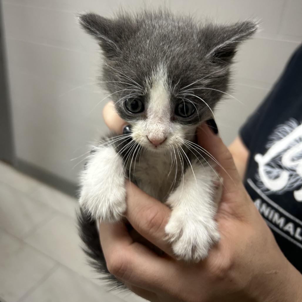 Enlarge Smoke, a Adoptable American Shorthair in Lufkin, TX image 1/1