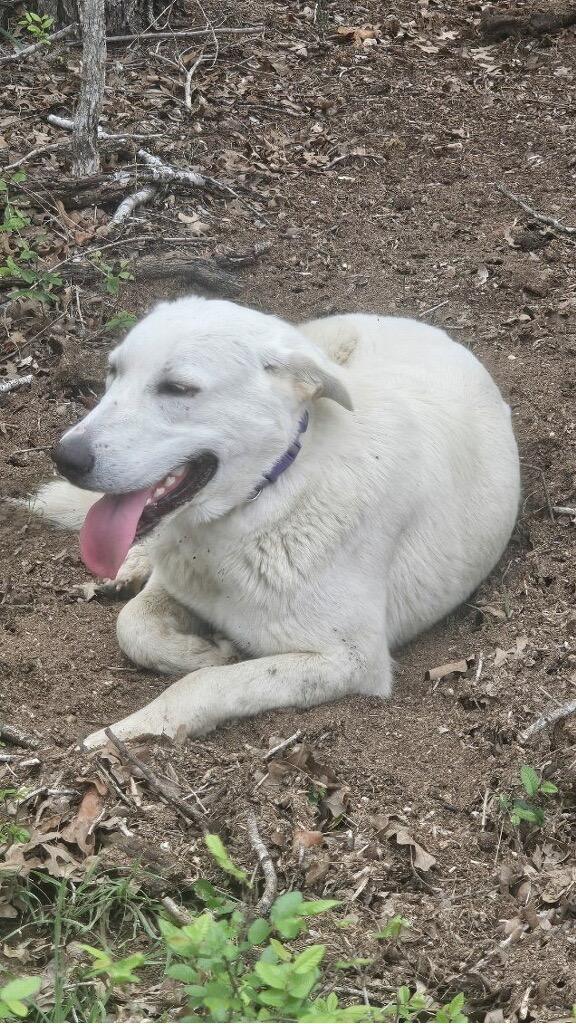 Colby, Adoptable, Young Male Anatolian Shepherd & Mixed Breed.