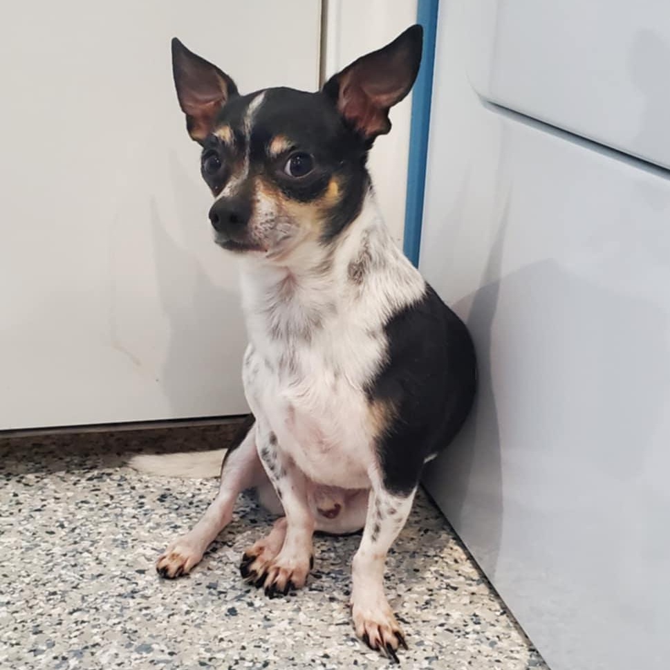 Enlarge Chucko, a ADOPTABLE Chihuahua in Hutchinson, MN image 2/4