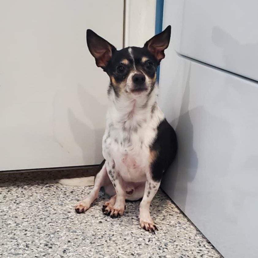 Enlarge Chucko, a ADOPTABLE Chihuahua in Hutchinson, MN image 1/4