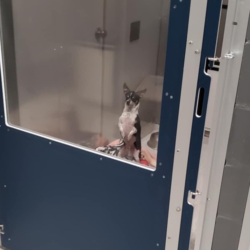 Enlarge Chucko, a ADOPTABLE Chihuahua in Hutchinson, MN image 4/4