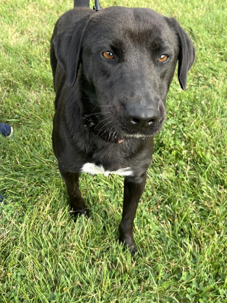 Benny-Not Accepting Applications Yet!, Adoptable, Adult Male Black Labrador Retriever.