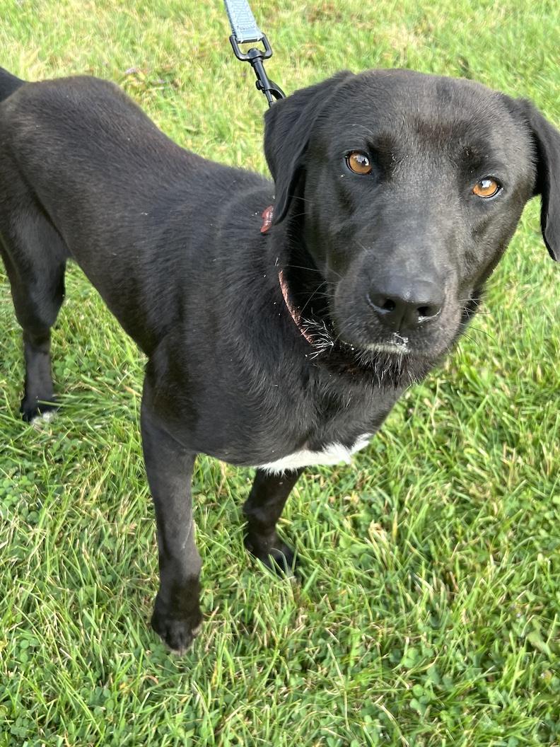 Benny-Not Accepting Applications Yet!, a Adoptable mixed breed in Medina, OH image 2/6