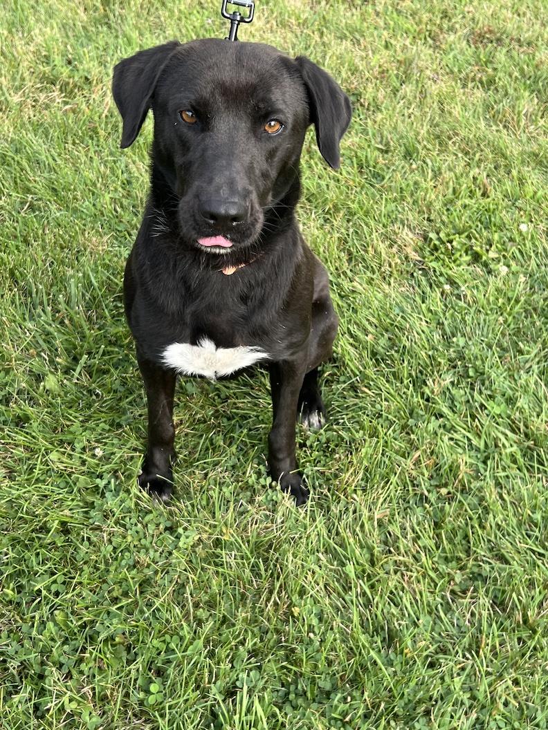 Benny-Not Accepting Applications Yet!, a Adoptable mixed breed in Medina, OH image 3/6