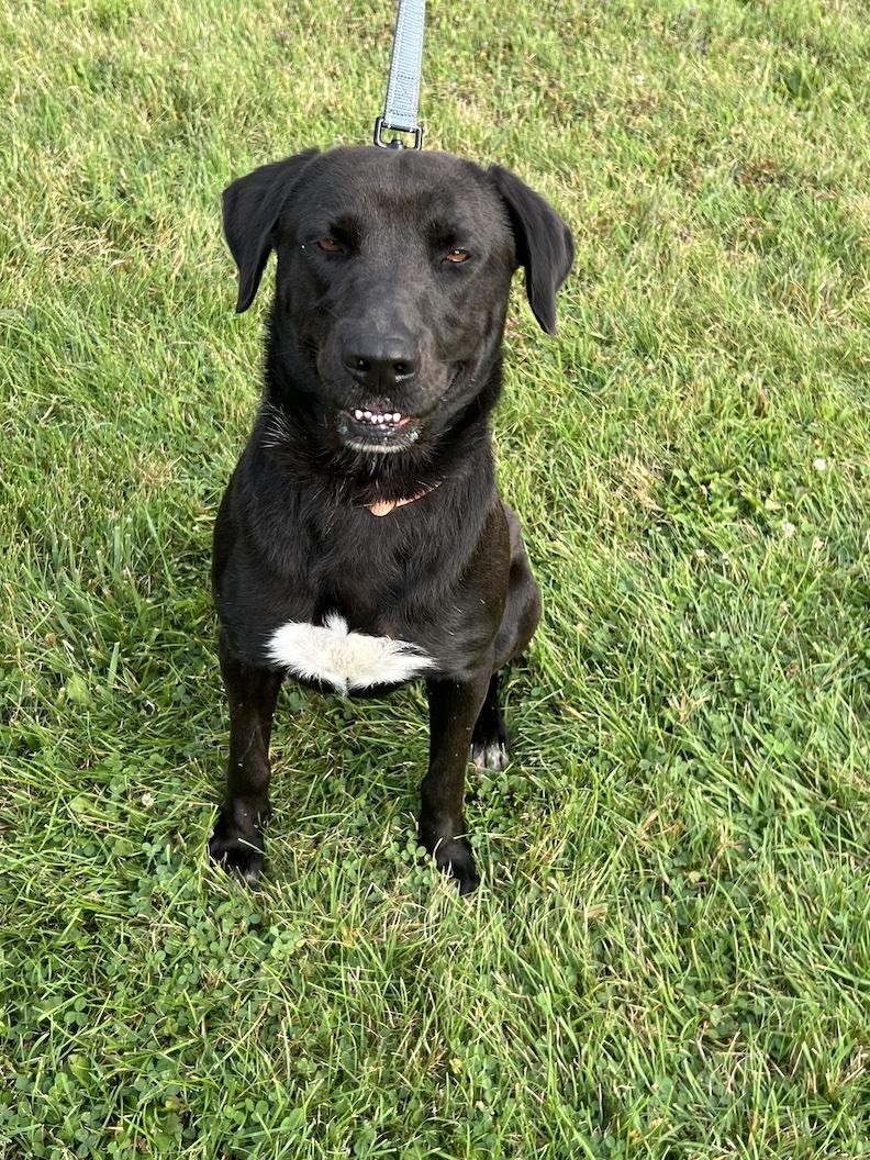 Benny-Not Accepting Applications Yet!, a Adoptable mixed breed in Medina, OH image 4/6