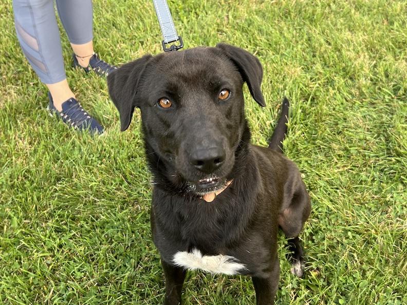 Benny-Not Accepting Applications Yet!, a Adoptable mixed breed in Medina, OH image 5/6