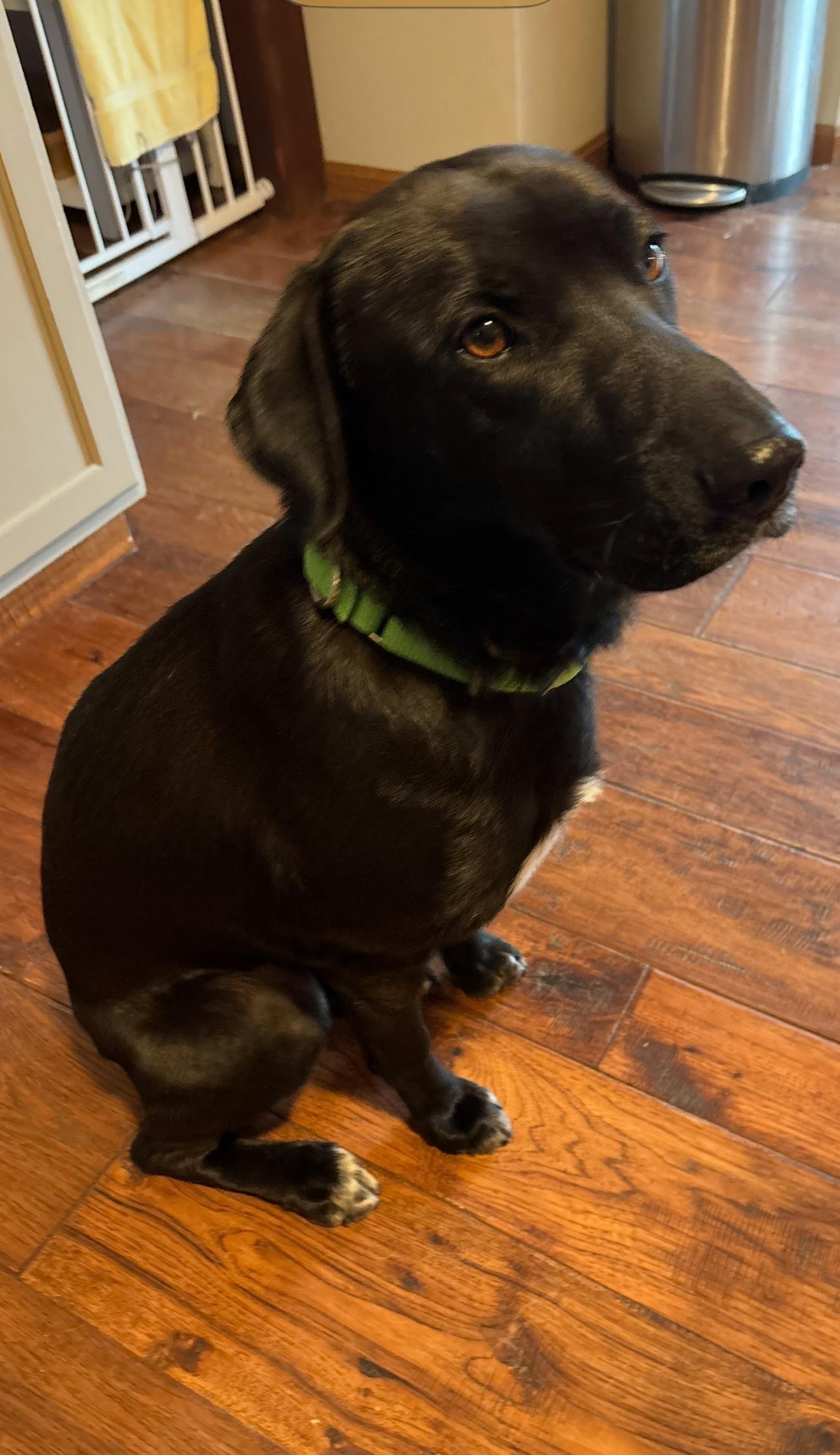 Benny, adoptable, Young Male Black Labrador Retriever.