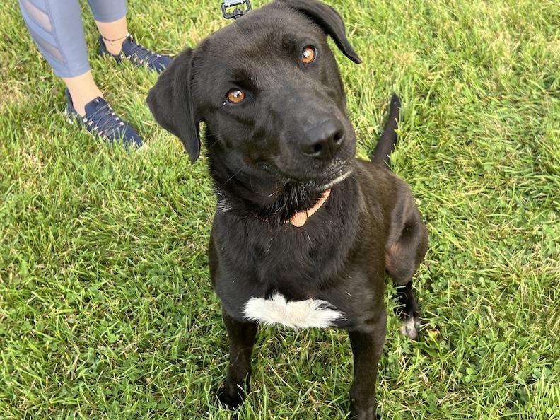 Benny-Not Accepting Applications Yet!, a Adoptable mixed breed in Medina, OH image 6/6