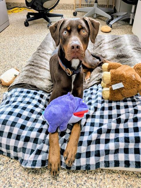 BUTCH, Adoptable, Adult Male Brittany Spaniel.