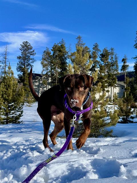 BUTCH, Adoptable, Adult Male Brittany Spaniel.