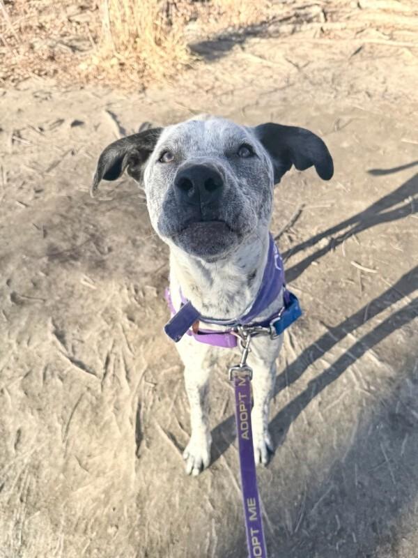 Dexter, Adoptable, Adult Male Australian Cattle Dog / Blue Heeler & Mixed Breed.