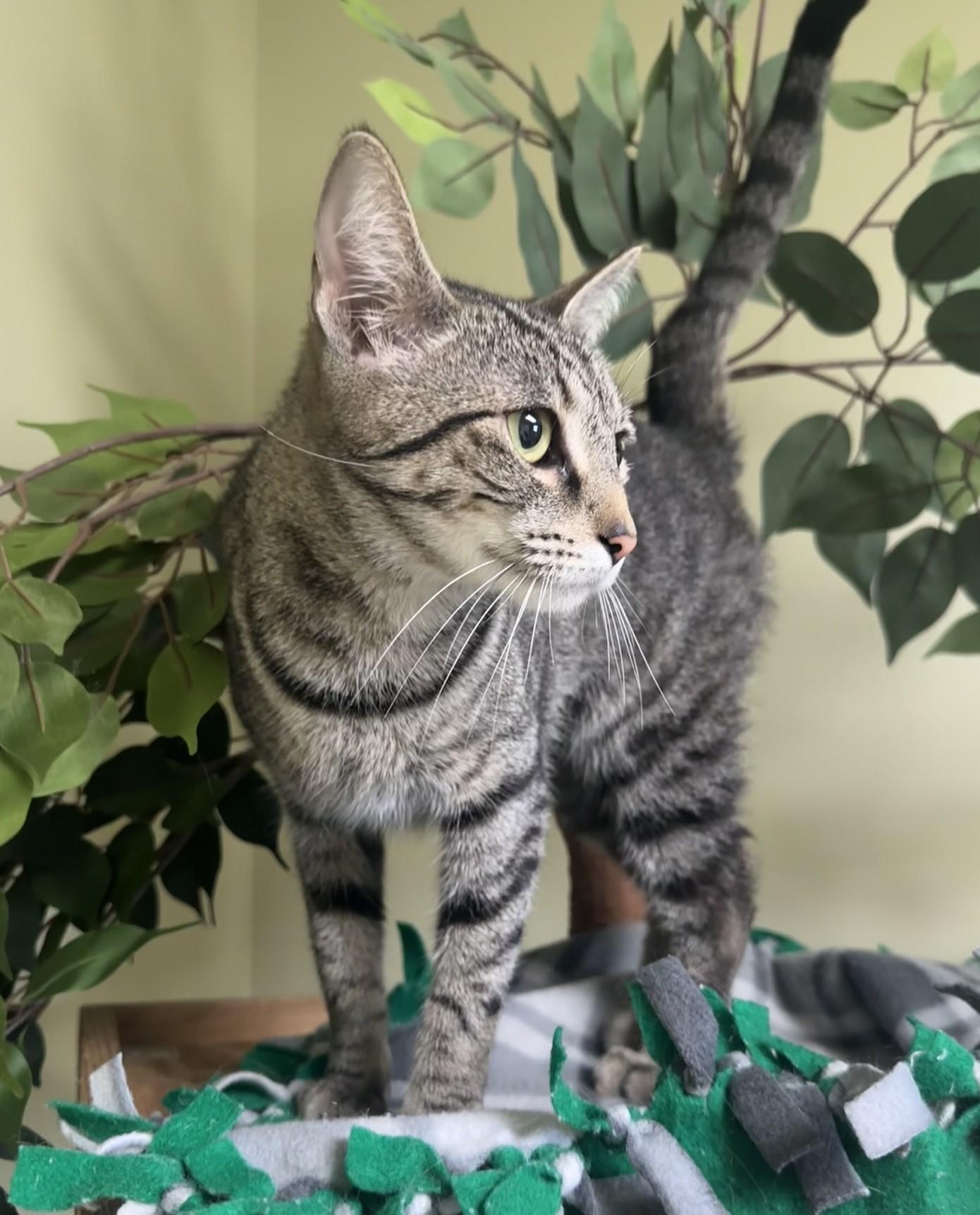 Pixie, a Adoptable Domestic Short Hair in Hastings, NE image 2/3