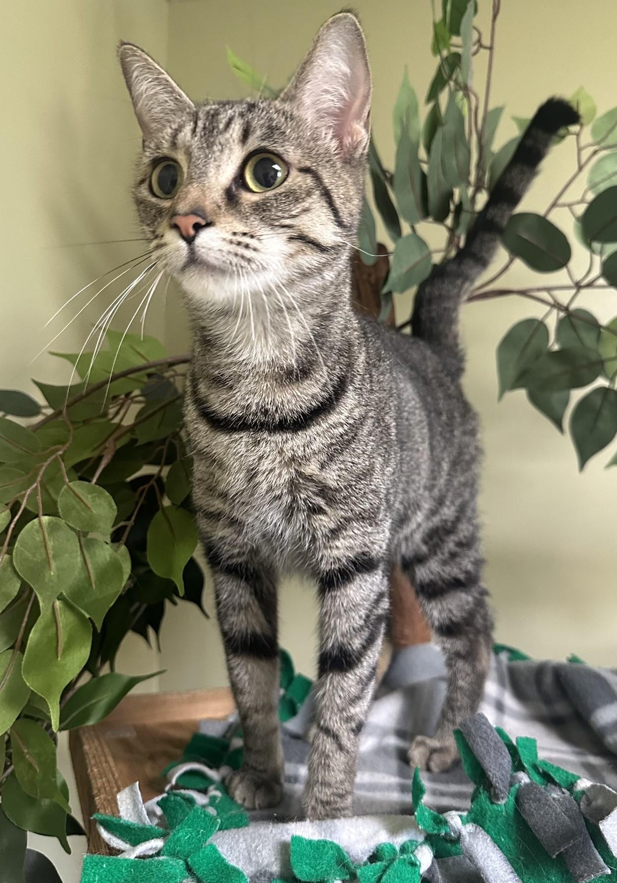 Pixie, a Adoptable Domestic Short Hair in Hastings, NE image 3/3