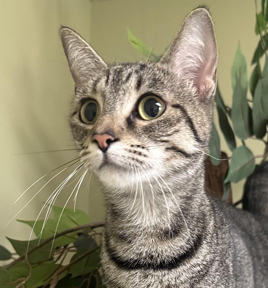 Pixie, Adoptable, Adult Female Domestic Short Hair.