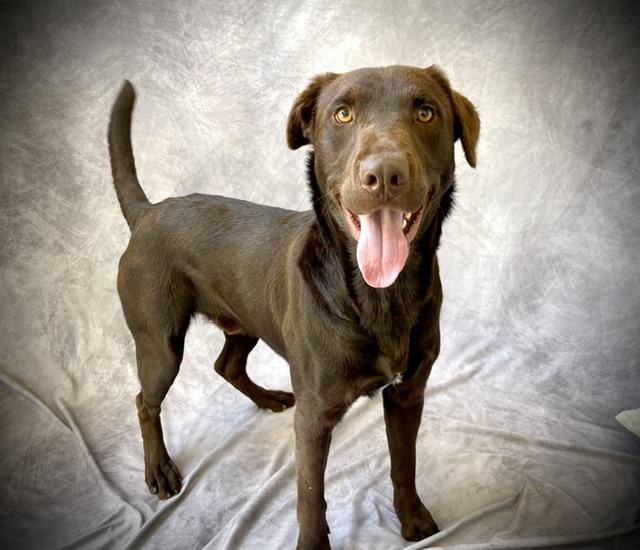 AXEL, Adoptable, Young Male Labrador Retriever.
