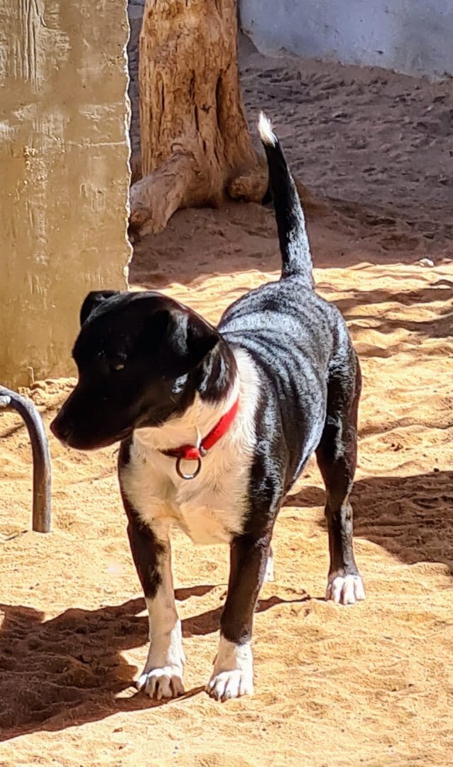 Motty, an adoptable Basset Hound in Cabo San Lucas, BCS, 23450 | Photo Image 1