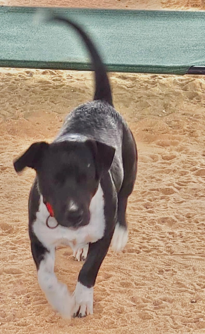 Motty, an adoptable Basset Hound in Cabo San Lucas, BCS, 23450 | Photo Image 3