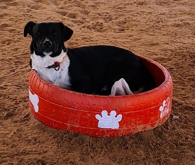 Motty, an adoptable Basset Hound in Cabo San Lucas, BCS, 23450 | Photo Image 2