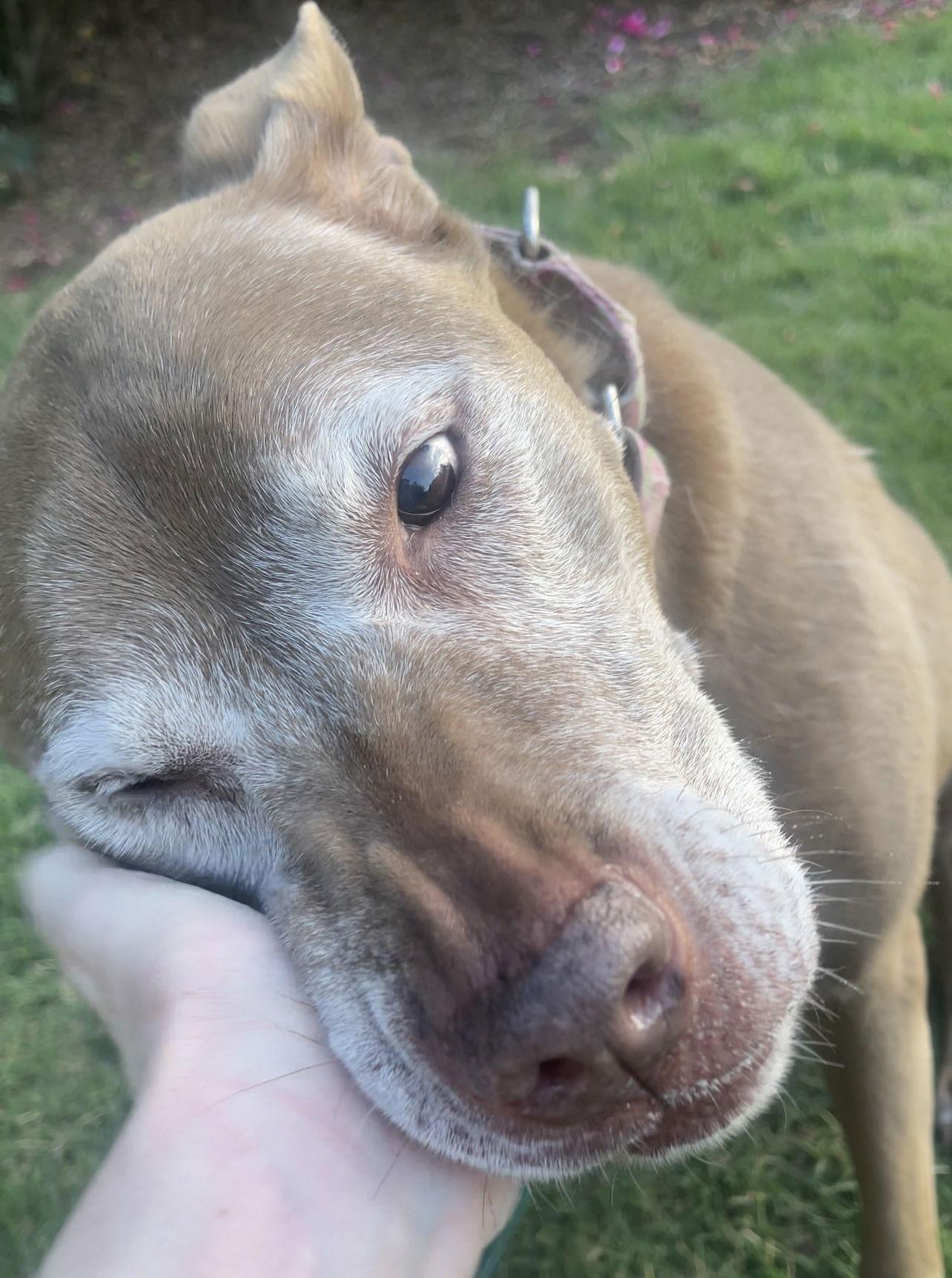 BEGGING FOR BELLA!!, Adoptable, Senior Female Chocolate Labrador Retriever.