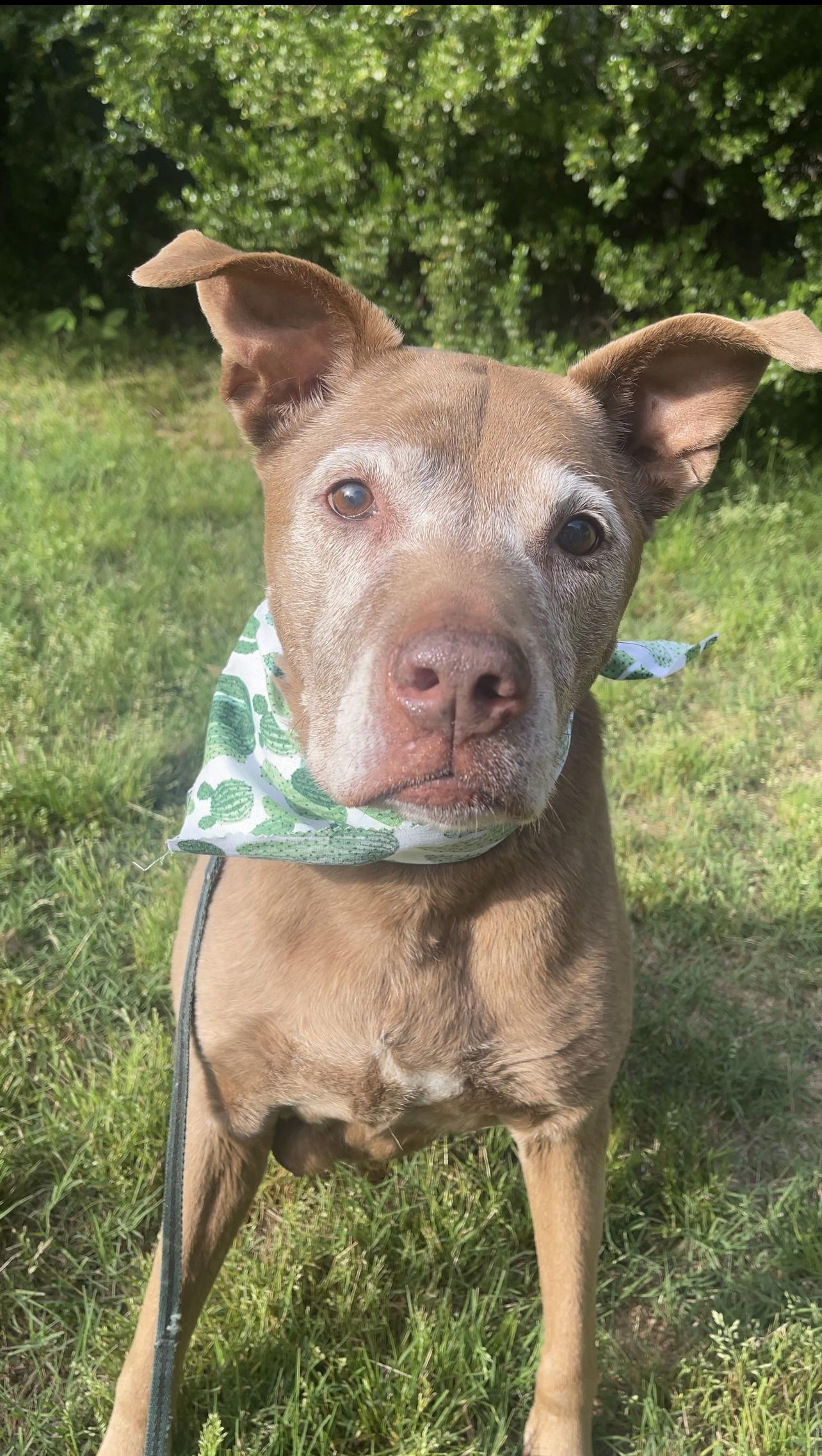 Enlarge BEGGING FOR BELLA!!, a Adoptable Chocolate Labrador Retriever in Acworth, GA image 2/5