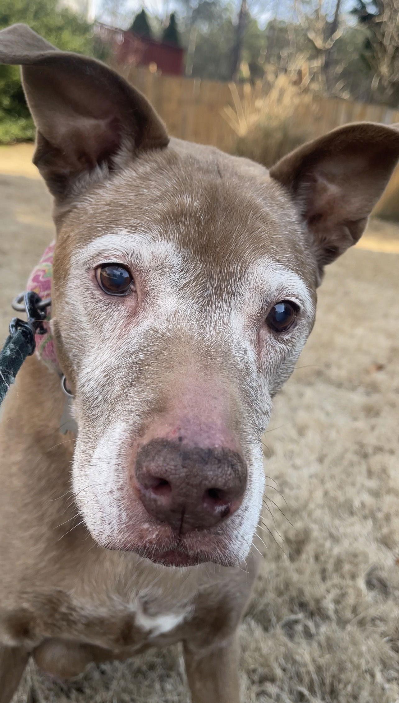 Enlarge Bella – 15 Years old, Needs her Best Friend, a Adoptable Chocolate Labrador Retriever in Acworth, GA image 2/3