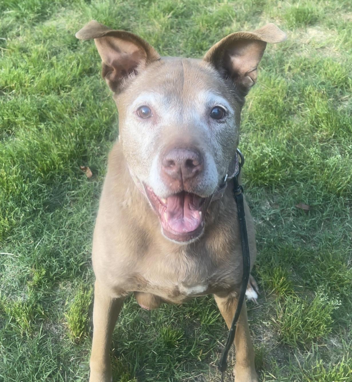 BEGGING FOR BELLA!! photo 2