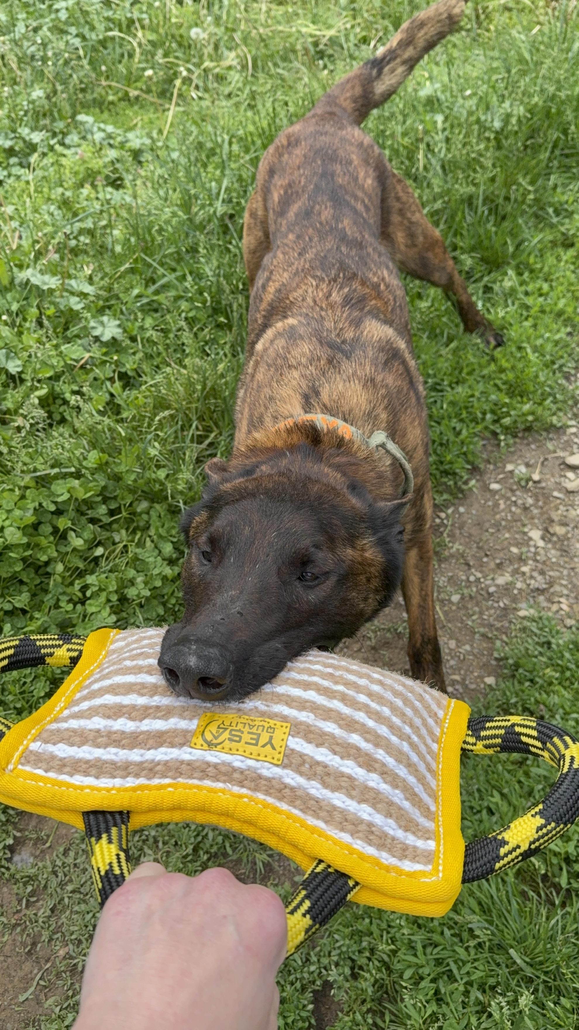 Freya, Adoptable, Adult Female Dutch Shepherd.
